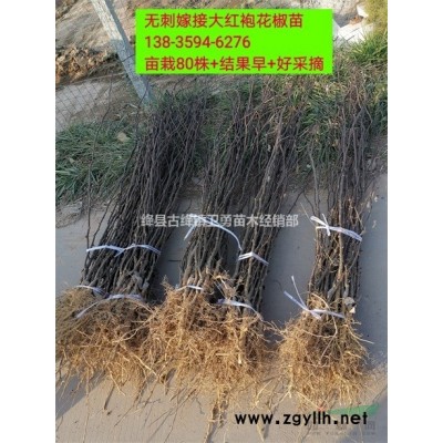 3年連翹苗種植結(jié)果早 3年連翹苗產(chǎn)地批發(fā)