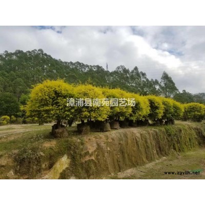 福建漳州地區(qū)供應(yīng)叢生果石榴樹樁