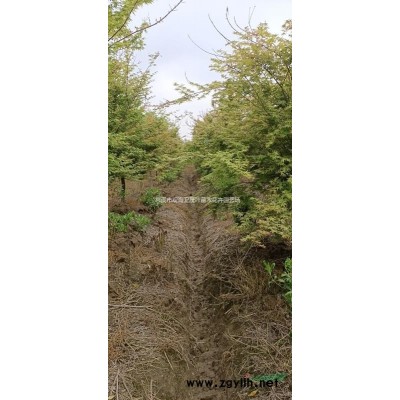 浙江慈溪供應紅梅