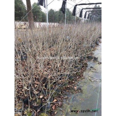 供應北美冬青2年生容器杯苗