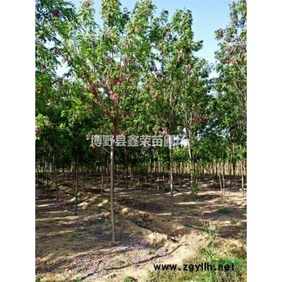 10、11、12公分金葉槐哪里量大--便宜