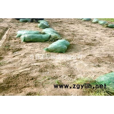 地被草麥冬草闊葉麥冬現起苗現發貨