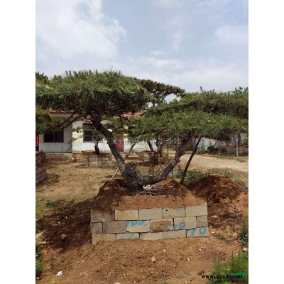 大小規格山東萊蕪造型松基地