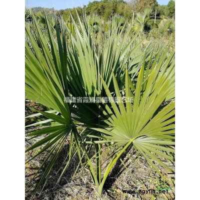 思凌箬棕（箬棕屬雜交種）