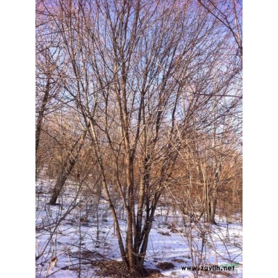 叢生五角楓高度八米以上7-12分枝。