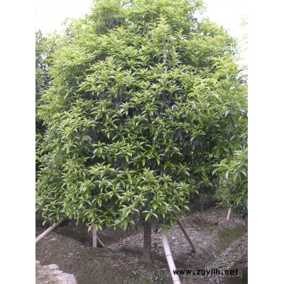 江蘇高郵有大葉女貞3-4-5cm分別2萬-2千-1千棵