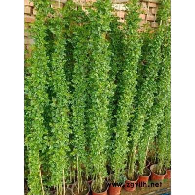 紅花薔薇大量批發出售