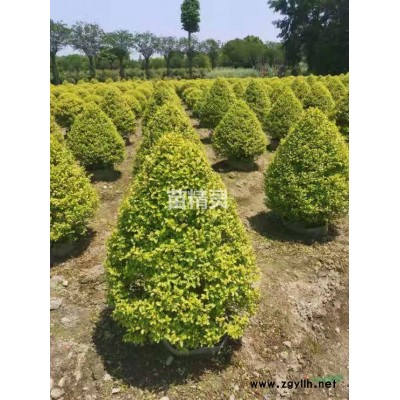 四川金邊胡頹子球  冠幅1.2米金邊胡頹子球