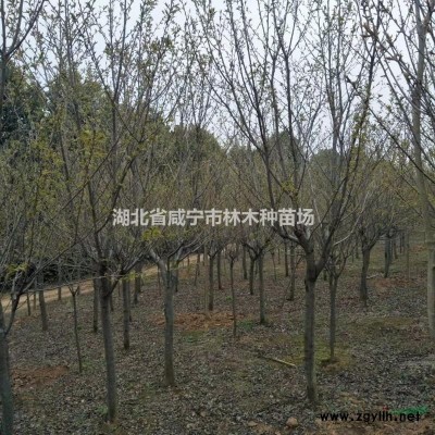 湖北地區供應12－25公分枇杷樹