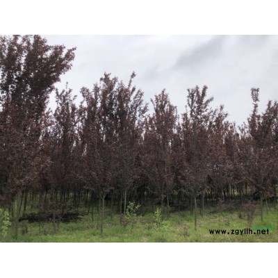 今年本基地培育了很多的1.2米的紅葉石蘭球，需要大量批發一米