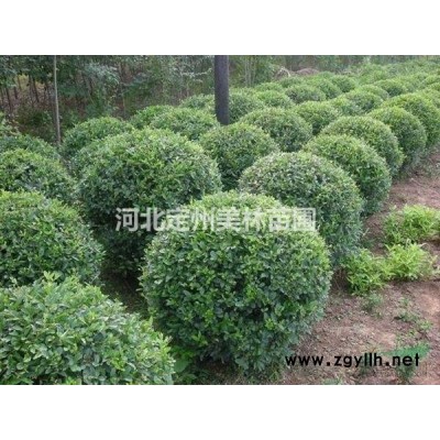 河北定州連翹小苗價格每棵0.3元