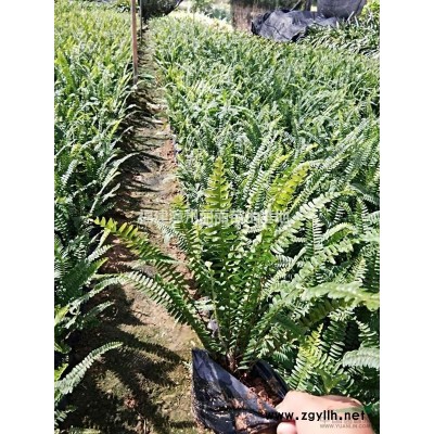 福建[產品]/福建銀邊假連翹價格/報價