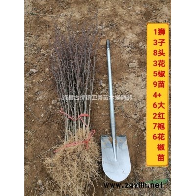 藥用連翹苗幾年結果？藥用連翹苗種植技術與前景