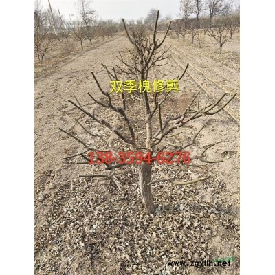 山西哪里有1年生2年生連翹苗出售？1-2年生連翹苗多少錢一棵