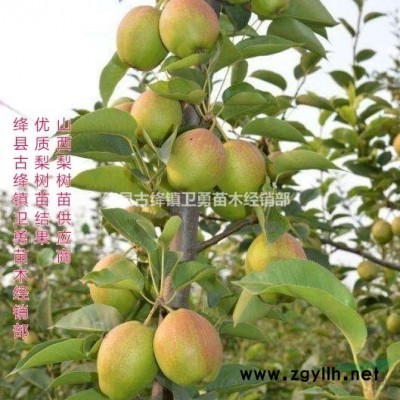 山西1年生2年生3年生連翹苗報價0.4厘米粗1米高連翹苗報價