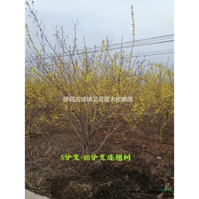 連翹苗產(chǎn)地--50公分60公分70公分連翹苗產(chǎn)地-山西