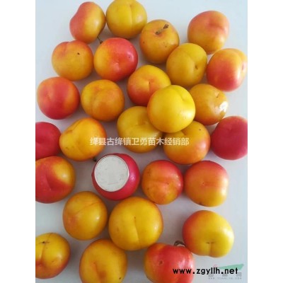 新絳連翹苗價(jià)格 新絳連翹苗種植基地  新絳哪里有連翹苗批發(fā)