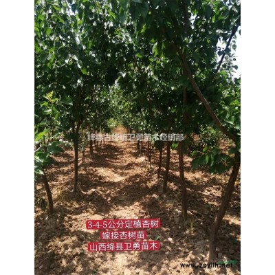 河南連翹苗種植基地 河南連翹苗價(jià)格 河南連翹苗批發(fā)