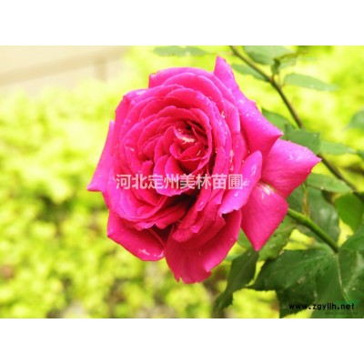 河北定州連翹高度1.2米5分枝每棵3元