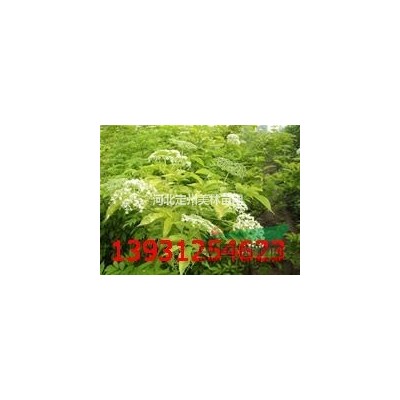 自產(chǎn)自銷東北連翹 華北連翹 金鐘連翹