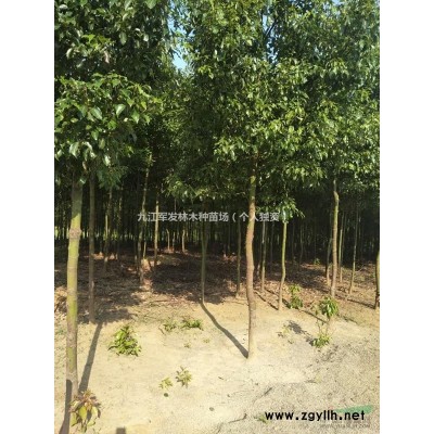 米徑4一8公分紅果冬青 九江紅果冬青行情報價/米徑4一8公分紅果冬青 九江紅果冬青圖片展示