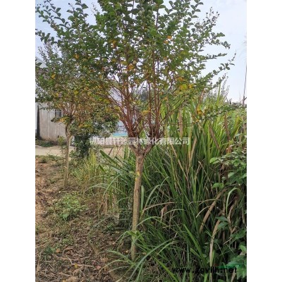 供應桂花和紫薇