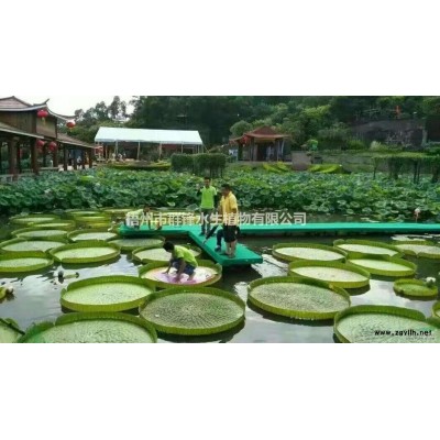 可供海南水生植物菖蒲，香蒲，水蔥，荷花，睡蓮，花葉蘆竹