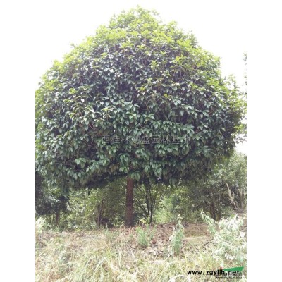 桃子苗報價/廣西桃子苗報價