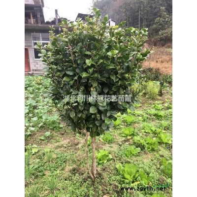 湖北50公分柳杉0.18元 湖北柳杉小苗價(jià)格便宜批發(fā)