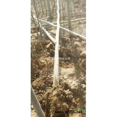 新疆楊樹苗大量低價出售