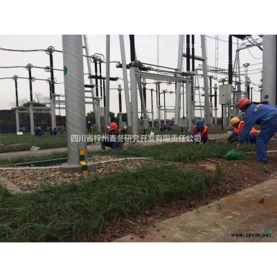 四川三臺麥冬基地，批發小葉綠化麥冬草