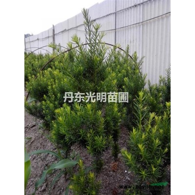 日本短葉紫杉7年生播種苗300元每株