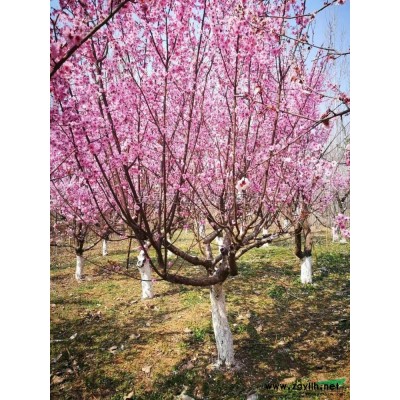 造型樹樁金銀花圖片\造型樹樁金銀花報價