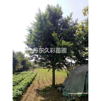 大量清地出售朝鮮黃楊/圃地精品朝鮮黃楊/各種高度朝鮮黃楊大冠幅/裸根；土球；粘泥漿保證成活率