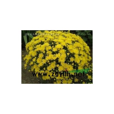 山東榆葉梅，青州榆葉梅，山東連翹