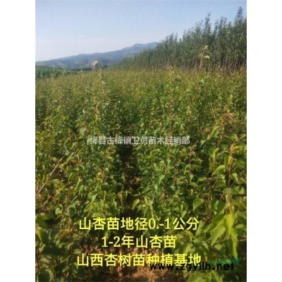 1年連翹苗價(jià)格低=2年連翹苗成活率好=3年連翹苗結(jié)果早