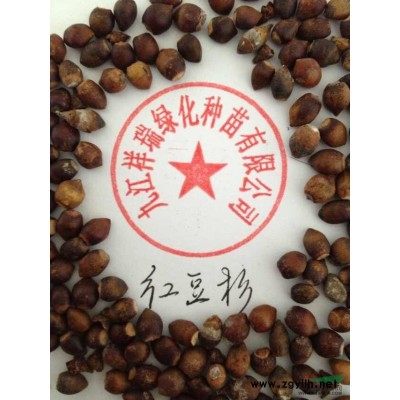 江西11公分樂昌含笑 12公分樂昌含笑行情報價/江西11公分樂昌含笑 12公分樂昌含笑圖片展示