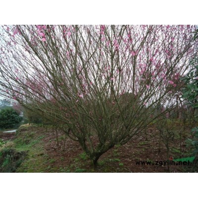 浙江新昌供應吉野早櫻3到30公分