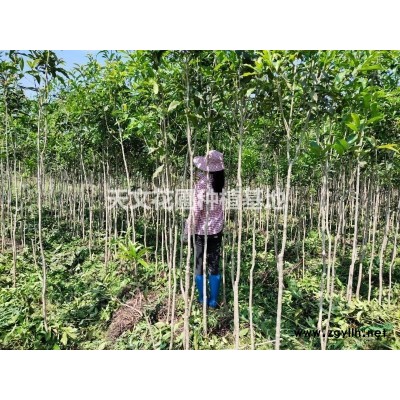 江西贛州苗木供應(yīng)