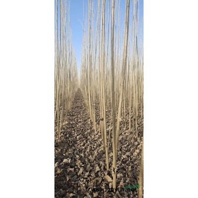 楊樹，毛白揚(yáng)