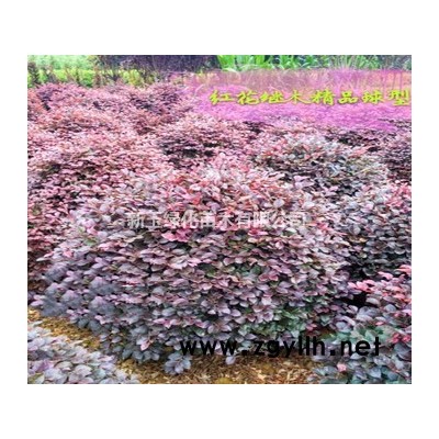 紅花繼木造型，云層造型，云片飽滿，精品造型，個人苗圃地直銷！