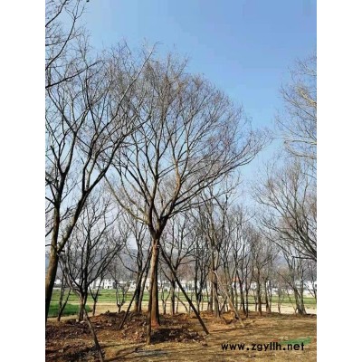 長期供應精品大樹