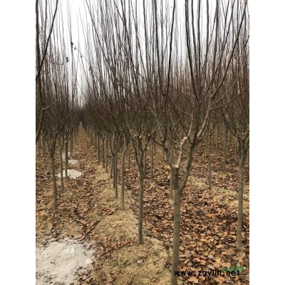 出售自己家苗圃苗木