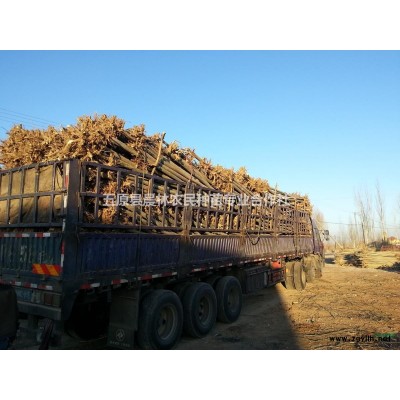 北京楊大量處理