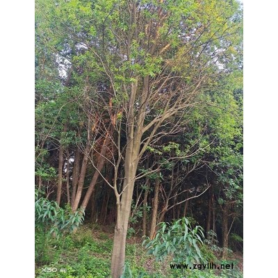 大量優質桂花樹出售