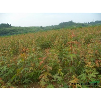 優(yōu)質(zhì)紅果冬青1品種* 價格實惠供應(yīng)/優(yōu)質(zhì)紅果冬青1品種* 價格實惠圖片