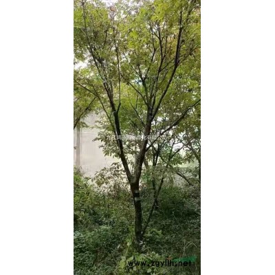 江西供應五角楓規格*，低價出售五角楓，五角楓價格便宜