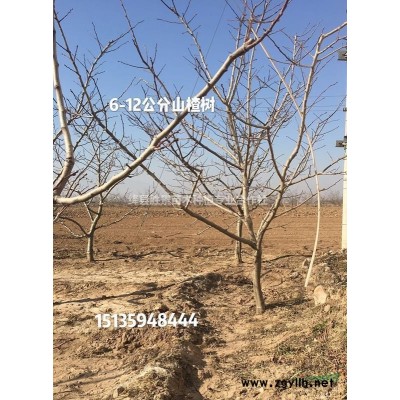 10公分元寶楓多少錢，12公分元寶楓價格·供應(yīng)山西運城元寶楓