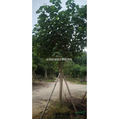 黃金榕球、袋苗，規格*