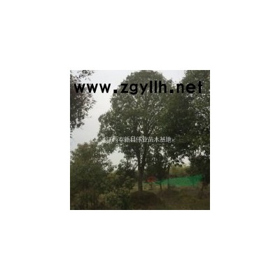 茶花小苗山茶花樹精品茶花